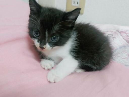 生後4週間の黒白猫ちゃんの里親さん募集 なおさき 丹荘の猫の里親募集 ジモティー