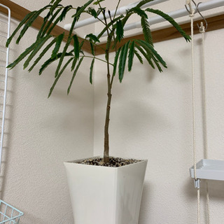 観葉植物　エバーフレッシュ　②