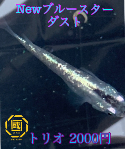 New ブルースターダスト メダカ 國めだか てだこ浦西のその他の中古あげます 譲ります ジモティーで不用品の処分