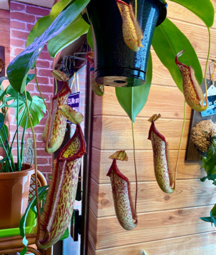 食中植物ネペンテスミランダウツボカズラ 葉っぱ屋 Crea 板宿のその他の中古あげます 譲ります ジモティーで不用品の処分 食中植物ネペンテスミランダウツボカズラ 葉っぱ屋 Crea 板宿のその他の中古あげます 譲ります ジモティーで不用品の処分