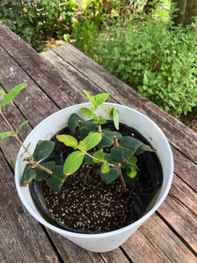 ヒペリカムココカジノ ピンク 植物 キキララ 筑前前原のその他の中古あげます 譲ります ジモティーで不用品の処分 ヒペリカムココカジノ ピンク 植物 キキララ 筑前前原のその他の中古あげます 譲ります ジモティーで不用品の処分
