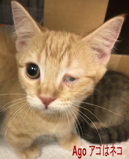 マンチカン子猫兄弟短足ハンディがある仔猫里親譲渡アゴはネコ本文をよくご覧下さいませ アゴはネコ 代々木 代々木の猫の里親募集 ジモティー マンチカン子猫兄弟短足ハンディがある仔猫里親譲渡アゴはネコ本文をよくご覧下さいませ アゴはネコ 代々木 代々木の猫の里親募集 ジモティー