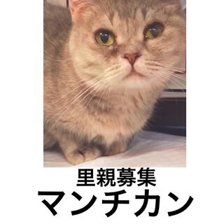 マンチカン　成猫　本文をよくご覧下さいませ。・アゴはネコ　里親譲渡 - 渋谷区