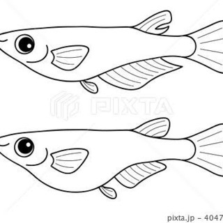 鱂(めだか)白系鰭長系アルビノ系の若魚7日(金)限定
