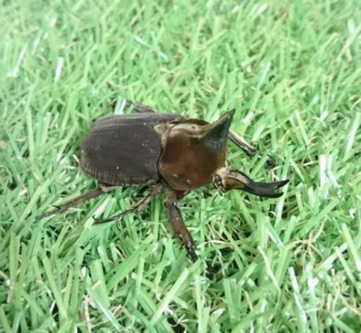 ベルティペスコフキカブトムシ 成虫ペア