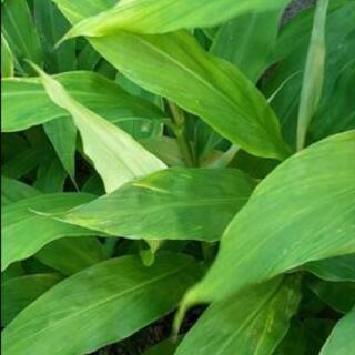 みょうが　ミョウガ 茗荷 抜き苗　大好評！！　家庭菜園