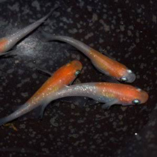 メダカ　紅白ラメ　有精卵　卵　自由研究