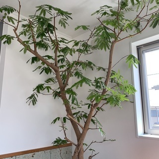 エバーフレッシュ 観葉植物 室内用 超大型