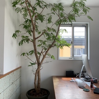 エバーフレッシュ　リビングサイズ‼️ Ｌ11 高さ120cm エバーフレッシュ リビングサイズ‼️ L11 高さ120cm