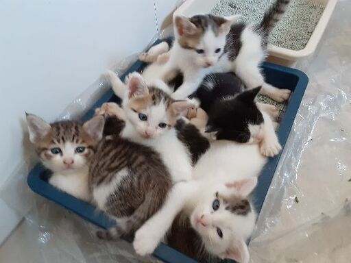 天使のような7匹の生後約1ヶ月の猫ちゃん しーちゃん 君津の猫の里親募集 ジモティー 天使のような7匹の生後約1ヶ月の猫ちゃん しーちゃん 君津の猫の里親募集 ジモティー