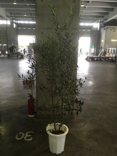 観葉植物オリーブひなかぜ 卸売り花問屋 昭和町の生活雑貨の中古あげます 譲ります ジモティーで不用品の処分 観葉植物オリーブひなかぜ 卸売り花問屋 昭和町の生活雑貨の中古あげます 譲ります ジモティーで不用品の処分