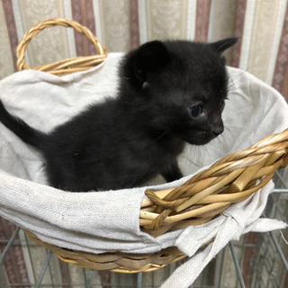 赤ちゃん黒猫です