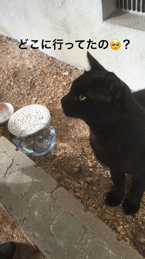 魔女の宅急便のジジの様な黒猫ちゃん うさびっち 村井の猫の里親募集 ジモティー