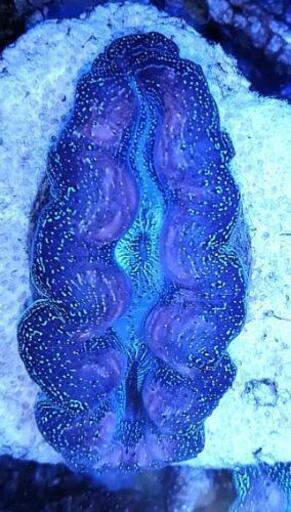 値下げしました ヒメシャコガイ Mサイズ サンゴ 珊瑚 シャコガイ シャコ貝 海水魚 マリンアクアリウム Fxwg 三ヶ山口のその他の中古あげます 譲ります ジモティーで不用品の処分
