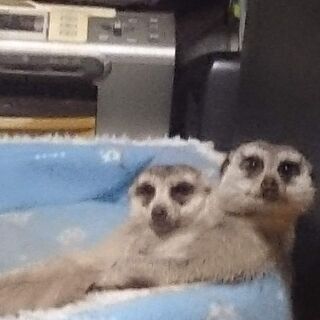 ミーアキャットお譲り致します マミ 吉野町のその他のペットの無料広告 無料掲載の掲示板 ジモティー