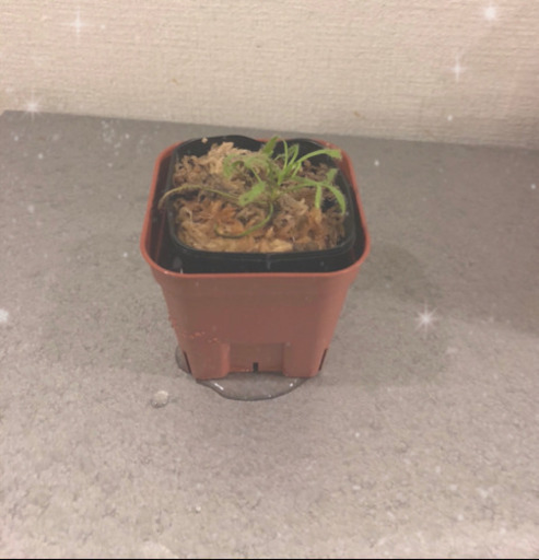 食虫植物 モウセンゴケ 1株 ポットごと にゃん 仙台の家具の中古あげます 譲ります ジモティーで不用品の処分 食虫植物 モウセンゴケ 1株 ポットごと にゃん 仙台の家具の中古あげます 譲ります ジモティーで不用品の処分