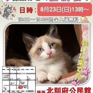 保護猫の譲渡会in加古川