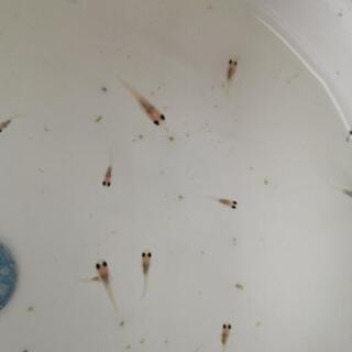 【メダカ】ホワイトパンダ稚魚10匹＋保証2匹(1〜1.5cm)