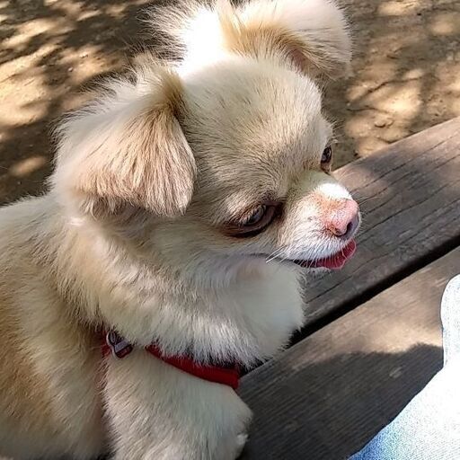 犬友達募集 Hime 山梨市のその他のメンバー募集 無料掲載の掲示板 ジモティー