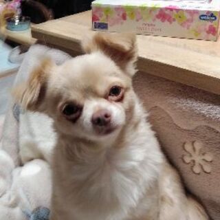 犬友達募集 Hime 山梨市のその他のメンバー募集 無料掲載の掲示板 ジモティー