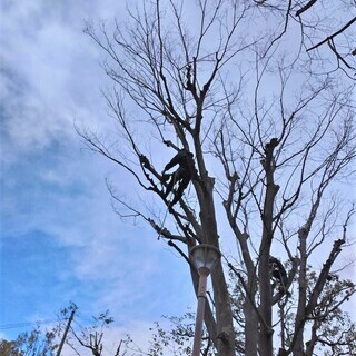 経験者優遇！！手に職で長く活躍！造園工・庭師・植木スタッフ募集！...