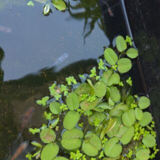 松井ヒレナガ雅三色の稚魚10匹1000円等