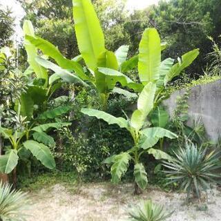 ジャパニーズバナナ　バショウ　地植え可能　南国風の庭に