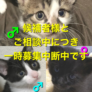 生後2ヶ月 子猫 