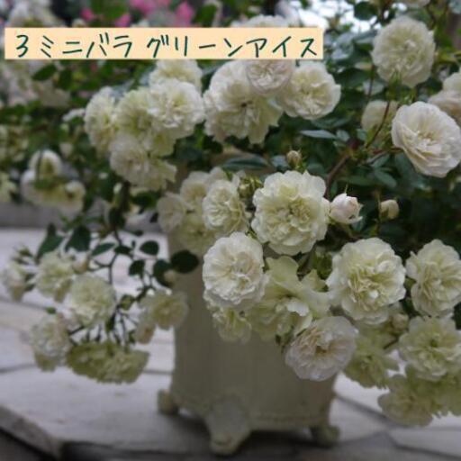 お取引終了しました 育てやすい人気のバラの鉢植え 3鉢 Momoko 船橋日大前の家電の中古あげます 譲ります ジモティーで不用品の処分 お取引終了しました 育てやすい人気のバラの鉢植え 3鉢 Momoko 船橋日大前の家電の中古あげます 譲ります ジモティーで不用品の処分