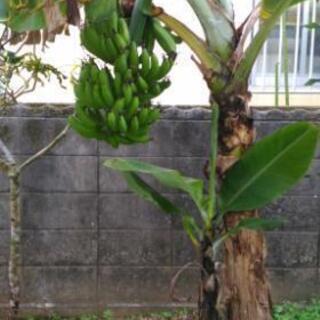 三尺バナナの苗