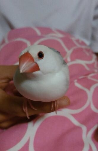 白文鳥を探しています 文鳥 鳥 かな 茅ケ崎の手伝って 助けての助け合い ジモティー