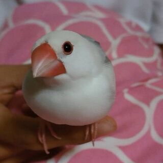 白文鳥を探しています 文鳥 鳥 かな 茅ケ崎の手伝って 助けての助け合い ジモティー