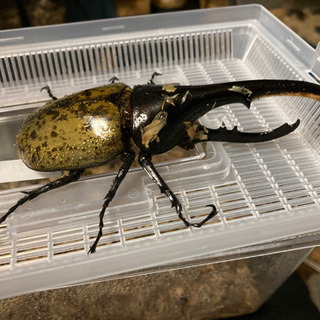 特価　ヘラクレスオオカブト　ペア