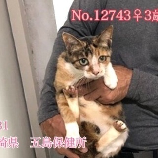 里親決定！有難うございました！　🆘保健所収容🐱3歳の可愛いミケち...