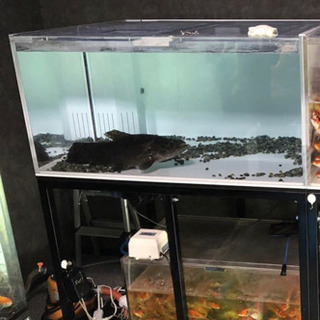 中古大型水槽が無料 格安で買える ジモティー