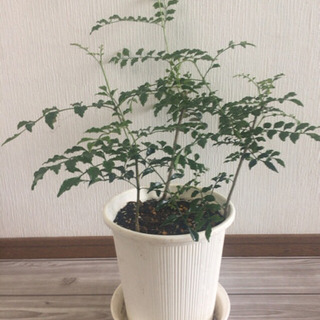 観葉植物☆シマネトリコ⑦ 急募