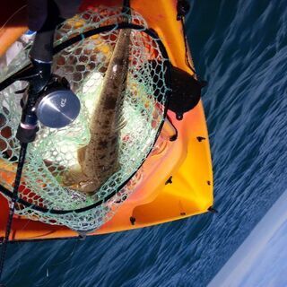 バイキングカヤック　profish45 プロフィッシュ45