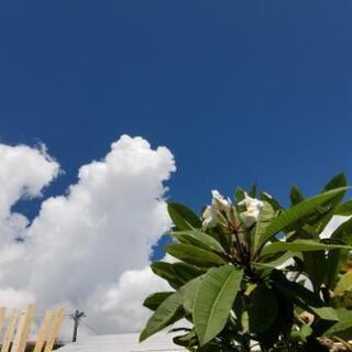 美しくも 珍しい プルメリア 成木庭木 シンボルツリー カフェ アメリカンテイスト演出のガーデニング 社会色々ウォッチング てだこ浦西のその他の中古あげます 譲ります ジモティーで不用品の処分