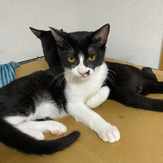 黒猫　ハチワレ男の子　生後約4ヶ月半 − 富山県