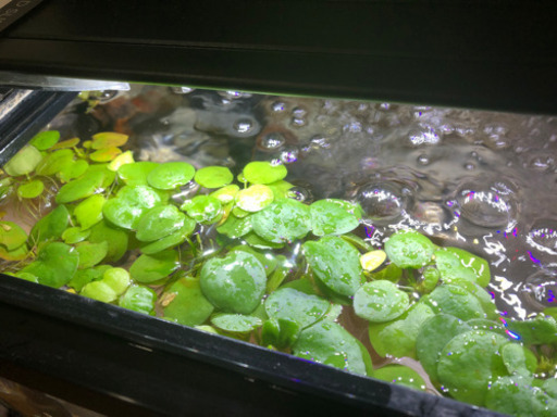 水草浮草金魚メダカ Yu 鹿児島のその他の中古あげます 譲ります ジモティーで不用品の処分 水草浮草金魚メダカ Yu 鹿児島のその他の中古あげます 譲ります ジモティーで不用品の処分