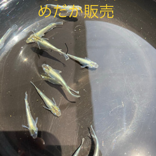8月8〜10日❗️卵・稚魚・成魚販売