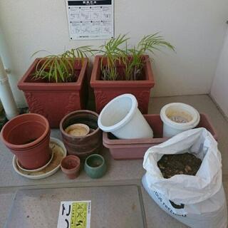 植木鉢、土、植物