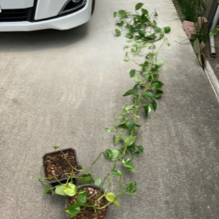 さらに再値下げ 観葉植物 ポトス 10年程度育てたそうです。