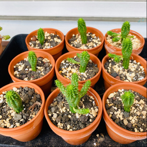 ユーフォルビア サボテンみたいな多肉植物 鉢 受皿付 いここ 西岡崎のその他の中古あげます 譲ります ジモティーで不用品の処分
