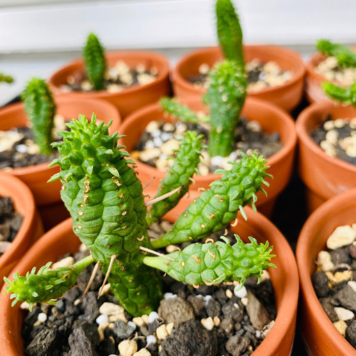 ユーフォルビア サボテンみたいな多肉植物 鉢 受皿付 いここ 西岡崎のその他の中古あげます 譲ります ジモティーで不用品の処分