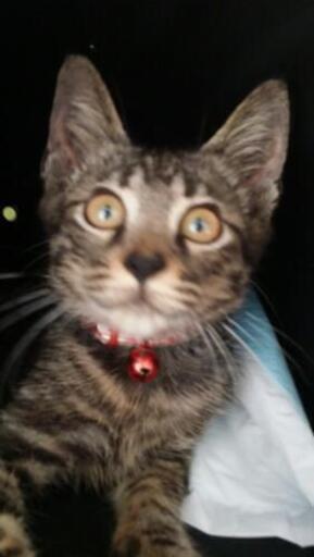 きじねこ3 3 5ヶ月の雄猫です みい そら 加治屋町の猫の里親募集 ジモティー