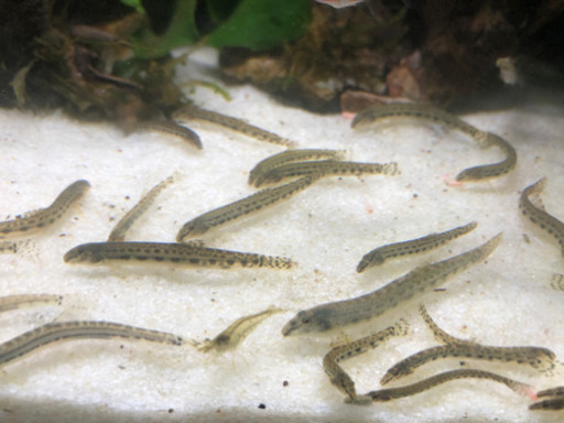 シマドジョウ稚魚一匹0円から メバロチン 橋本のその他の中古あげます 譲ります ジモティーで不用品の処分 シマドジョウ稚魚一匹0円から メバロチン 橋本のその他の中古あげます 譲ります ジモティーで不用品の処分