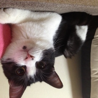 かわいいハチワレ猫です はるちゃん さいたまの猫の里親募集 ジモティー