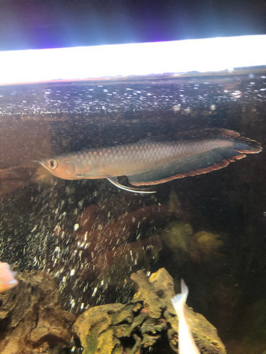 ブラックアロワナ 美個体 約30cm