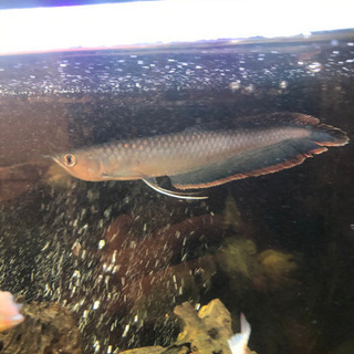 ブラックアロワナ　美個体　約30cm